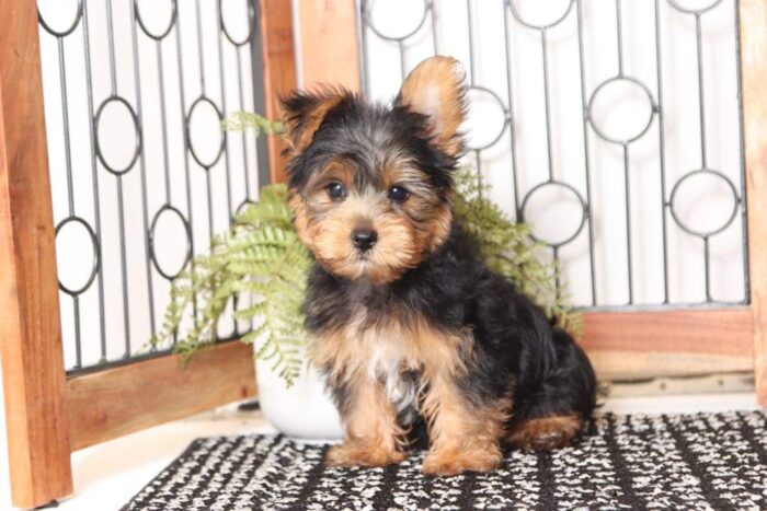 Elk - Dashing Little ACA Male Yorkie