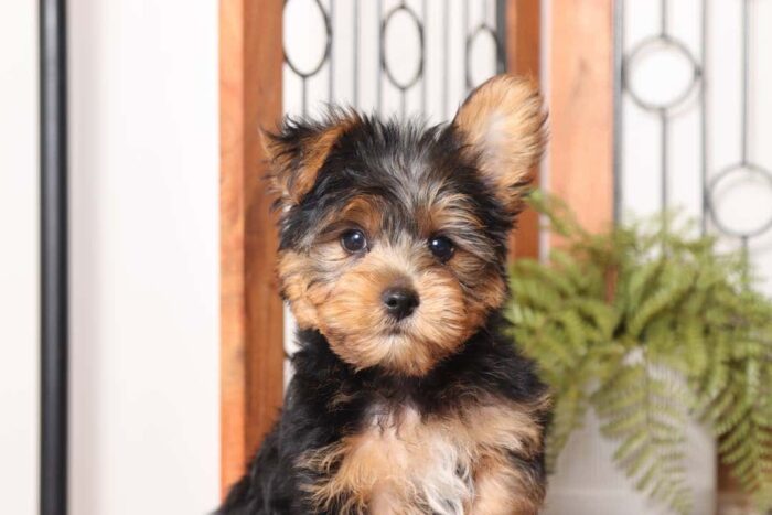 Elk - Dashing Little ACA Male Yorkie - Image 2