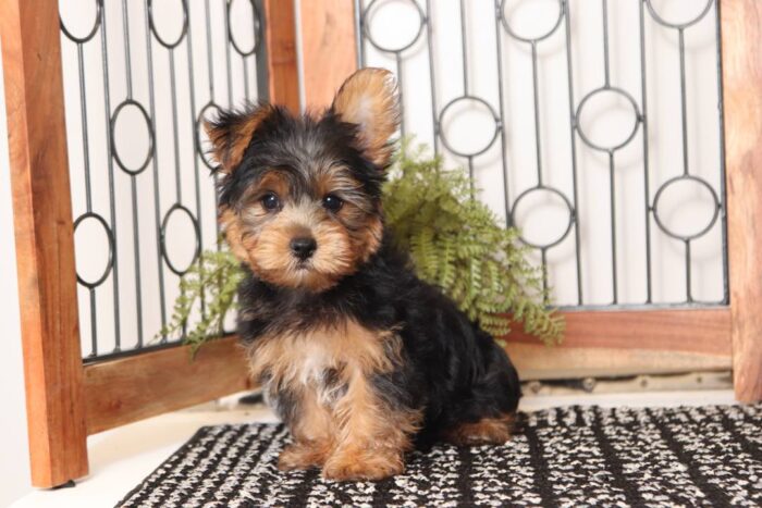 Elk - Dashing Little ACA Male Yorkie - Image 4