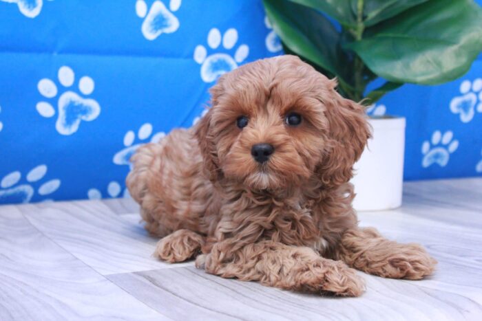 Ella- Loyal F1B Female Cavapoo Puppy