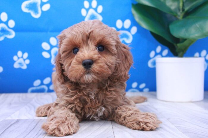 Ella- Loyal F1B Female Cavapoo Puppy - Image 2