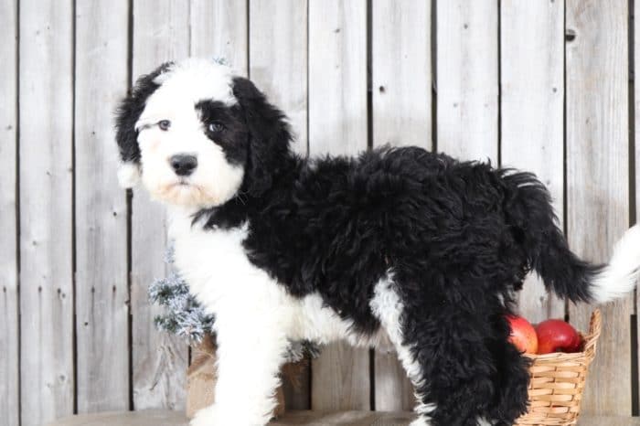 Emerson - Adorable Sheepadoodle