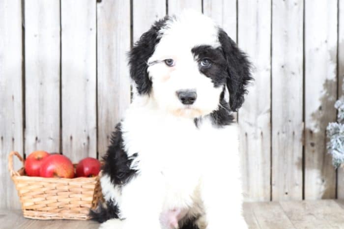 Emerson - Adorable Sheepadoodle - Image 2