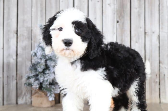 Emerson - Adorable Sheepadoodle - Image 3