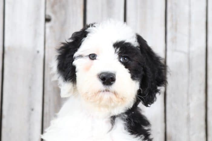 Emerson - Adorable Sheepadoodle - Image 4