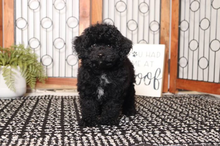 Espresso - Adorable Little Female Toy Black Poodle Puppy