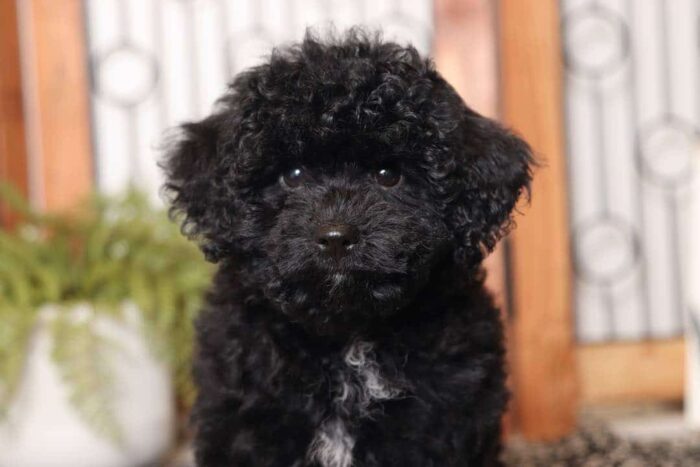 Espresso - Adorable Little Female Toy Black Poodle Puppy - Image 2