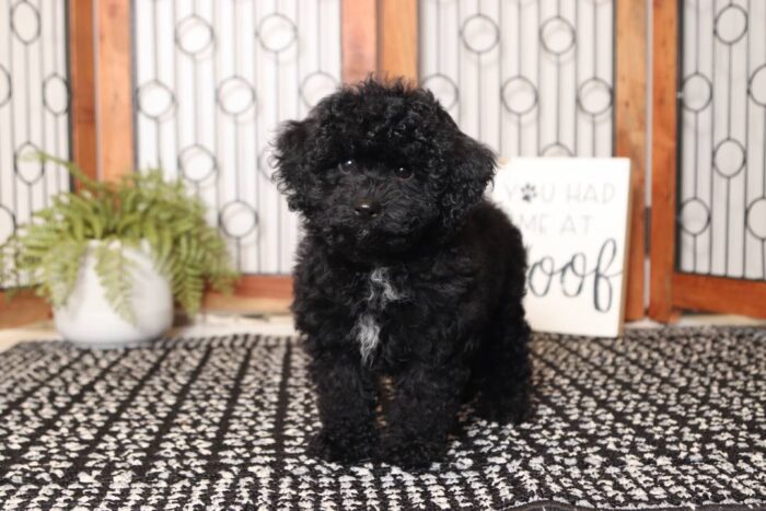 Espresso - Adorable Little Female Toy Black Poodle Puppy - Image 3