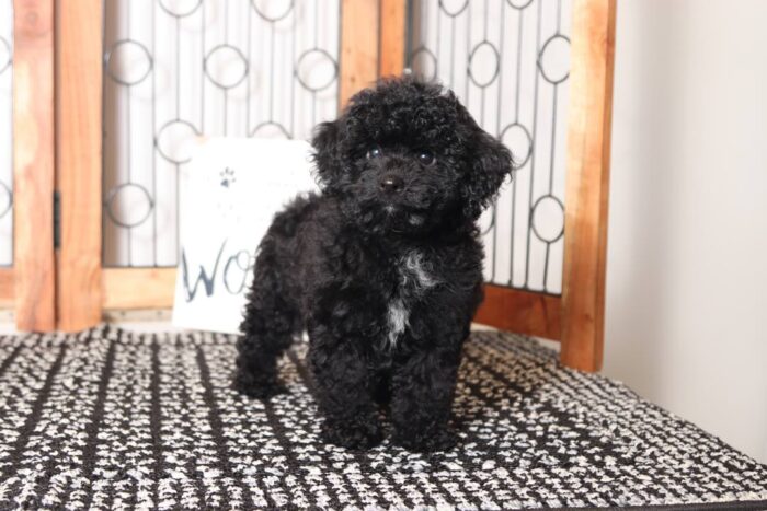 Espresso - Adorable Little Female Toy Black Poodle Puppy - Image 4