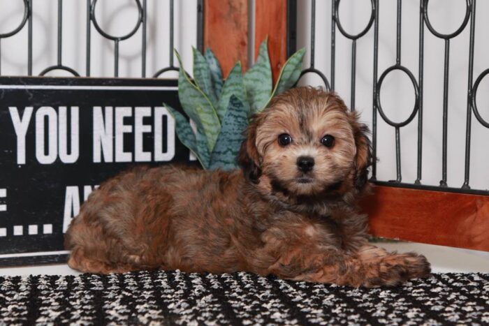 Estella - Sweet Little Female Poochon Puppy