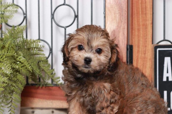 Estella - Sweet Little Female Poochon Puppy - Image 2