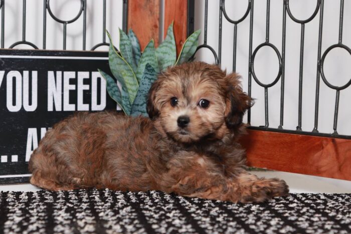 Estella - Sweet Little Female Poochon Puppy - Image 4