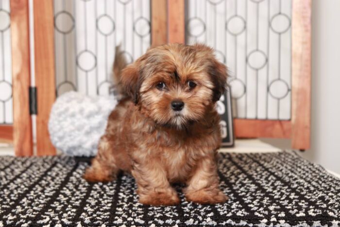 Ethan- Spunky Little Brindle Male Shorkie Puppy