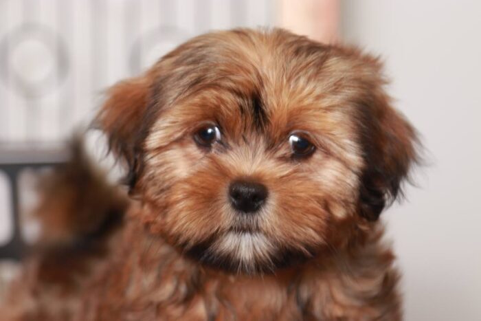 Ethan- Spunky Little Brindle Male Shorkie Puppy - Image 2