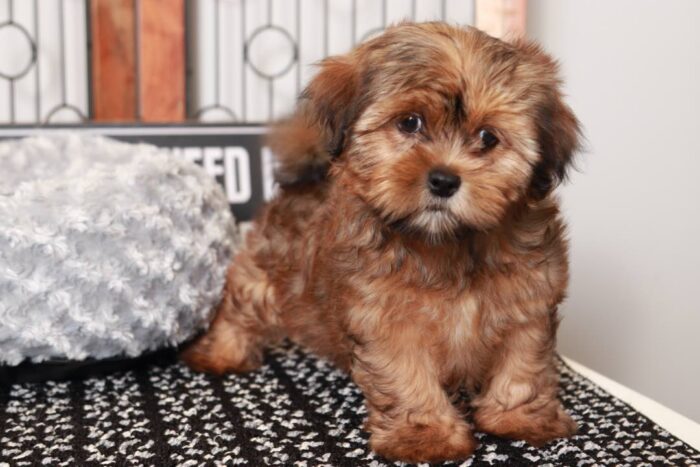 Ethan- Spunky Little Brindle Male Shorkie Puppy - Image 3