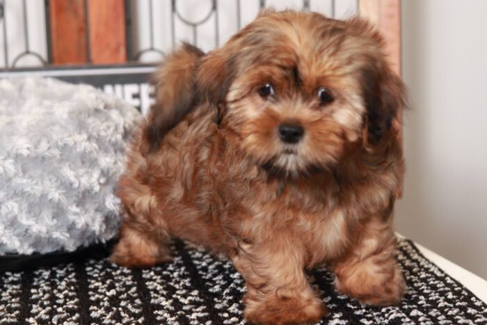 Ethan- Spunky Little Brindle Male Shorkie Puppy - Image 4