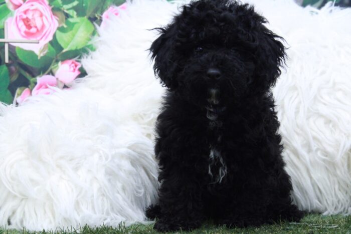 Fifi - Beautiful Female Mini Poodle Puppy - Image 2