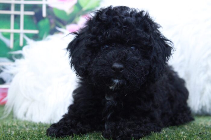 Fifi - Beautiful Female Mini Poodle Puppy