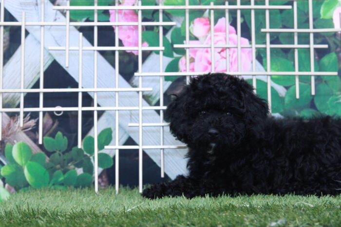 Fifi - Beautiful Female Mini Poodle Puppy - Image 4