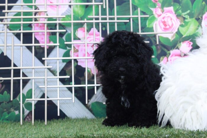 Fifi - Beautiful Female Mini Poodle Puppy - Image 3