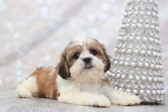 Flo - Attractive Little CKC Female Shih-Tzu Puppy - Image 2