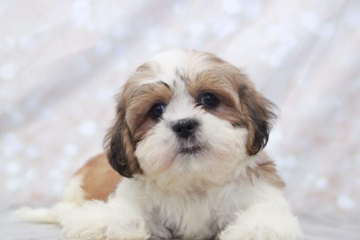 Flo - Attractive Little CKC Female Shih-Tzu Puppy