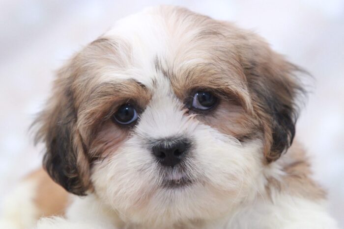 Flo - Attractive Little CKC Female Shih-Tzu Puppy - Image 3