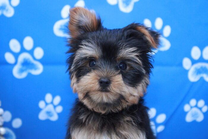 Focus - Cutest ICA Male Yorkie Puppy - Image 2