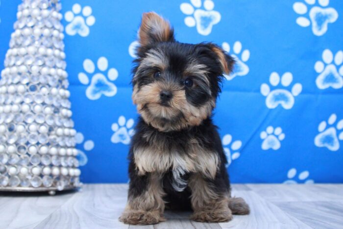 Focus - Cutest ICA Male Yorkie Puppy