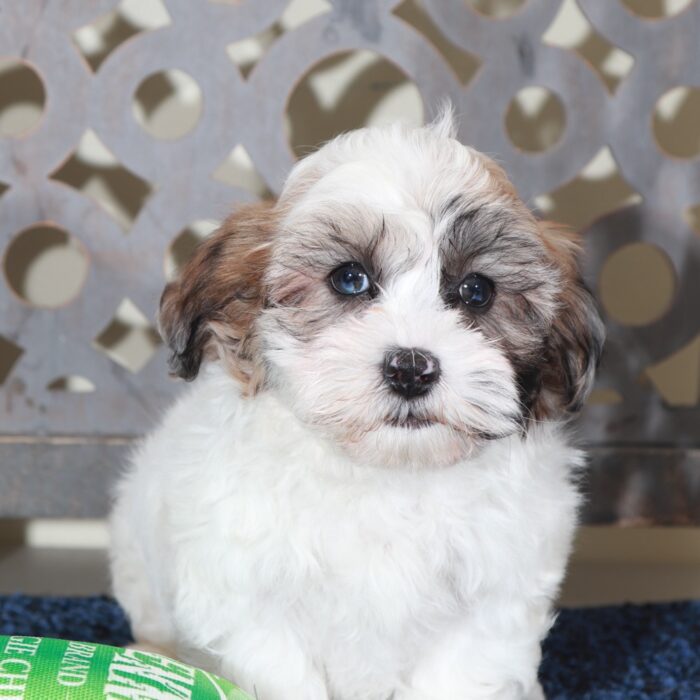 Gabriel-Dashing ShihPoo Puppy - Image 2