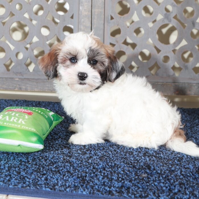 Gabriel-Dashing ShihPoo Puppy - Image 3