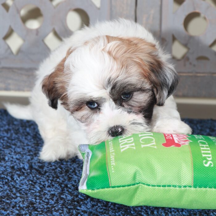 Gabriel-Dashing ShihPoo Puppy - Image 4