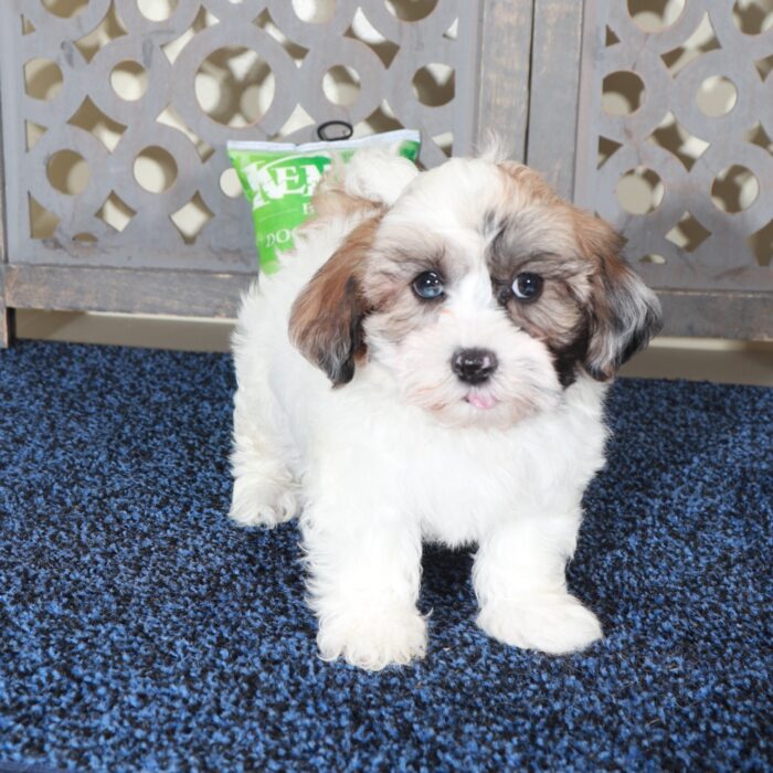 Gabriel-Dashing ShihPoo Puppy