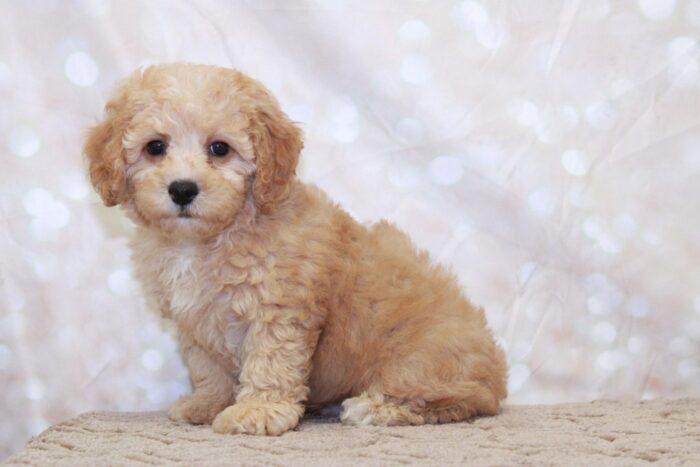 Gerald -Playful Male Cavapoochon Puppy