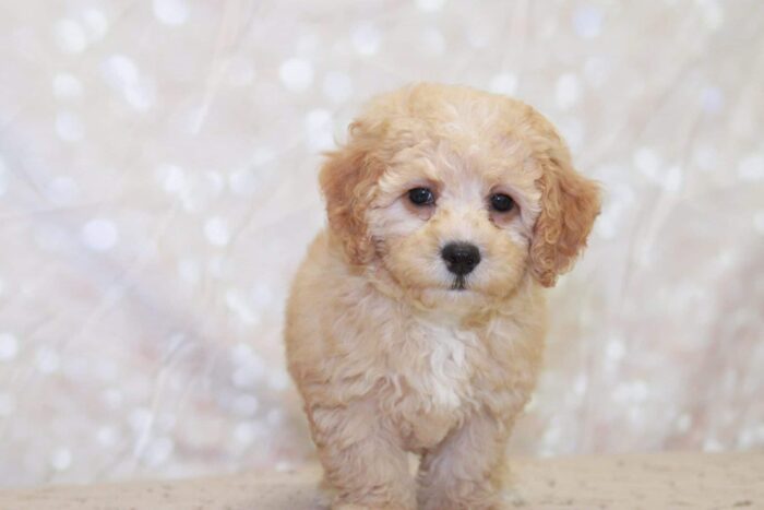 Gerald -Playful Male Cavapoochon Puppy - Image 2