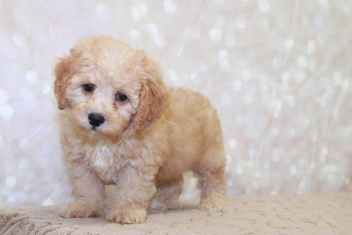 Gerald -Playful Male Cavapoochon Puppy - Image 3