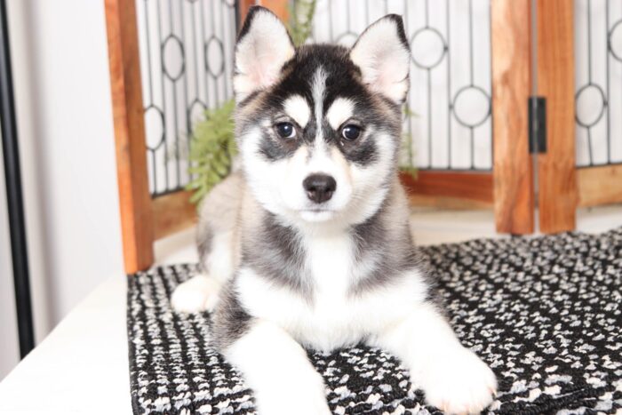 Gidget- Stunning Tri-Colored Female Pomsky Puppy