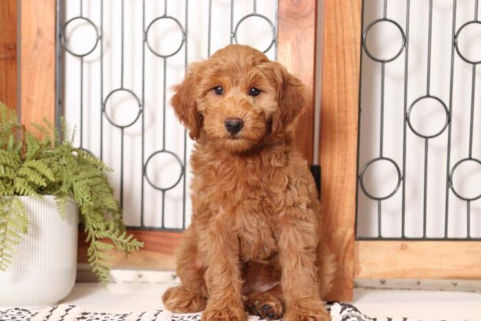 Gidget- Precious Red Mini Female F1B Goldendoodle - Image 4