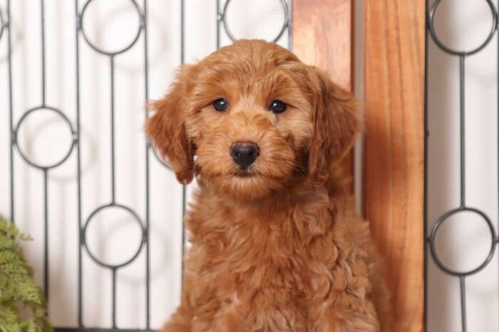 Gidget- Precious Red Mini Female F1B Goldendoodle - Image 2