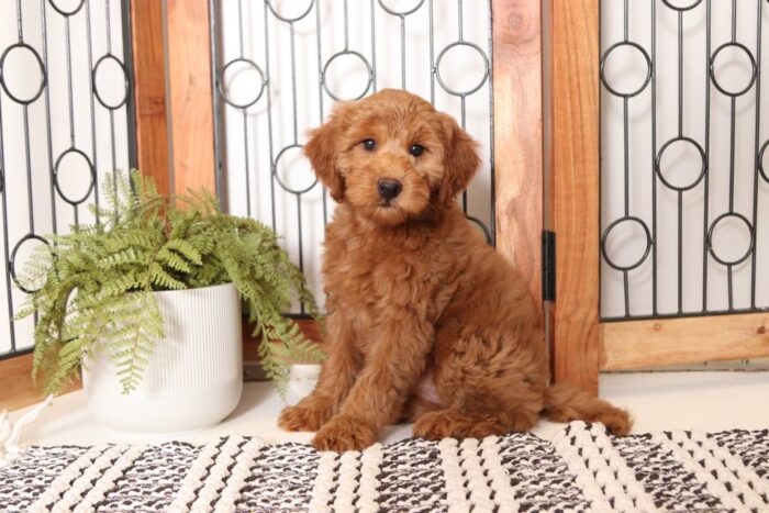 Gidget- Precious Red Mini Female F1B Goldendoodle