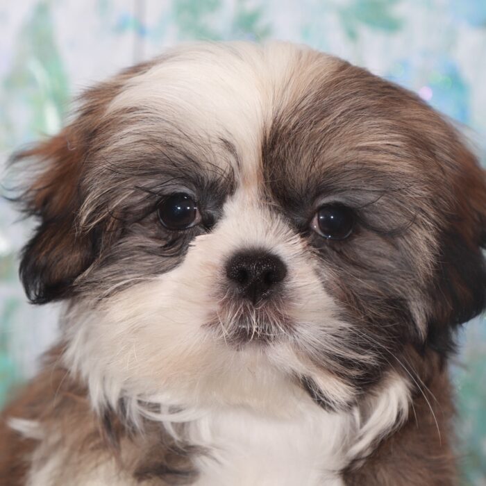 Ginger-Beautiful  Shih-Tzu Puppy