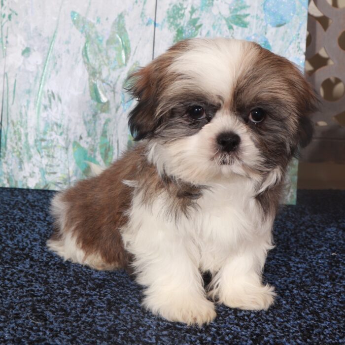 Ginger-Beautiful  Shih-Tzu Puppy - Image 2