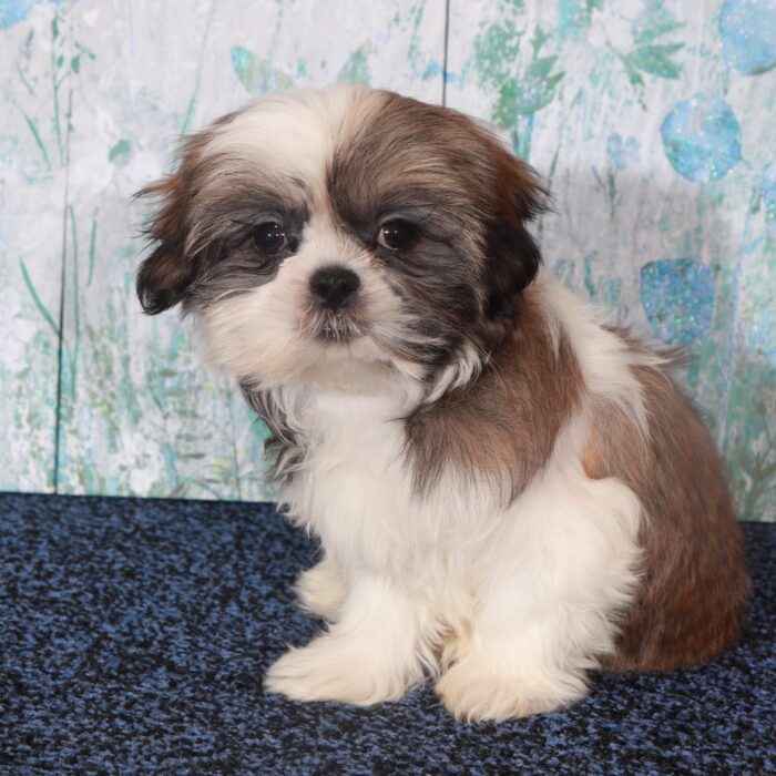 Ginger-Beautiful  Shih-Tzu Puppy - Image 3