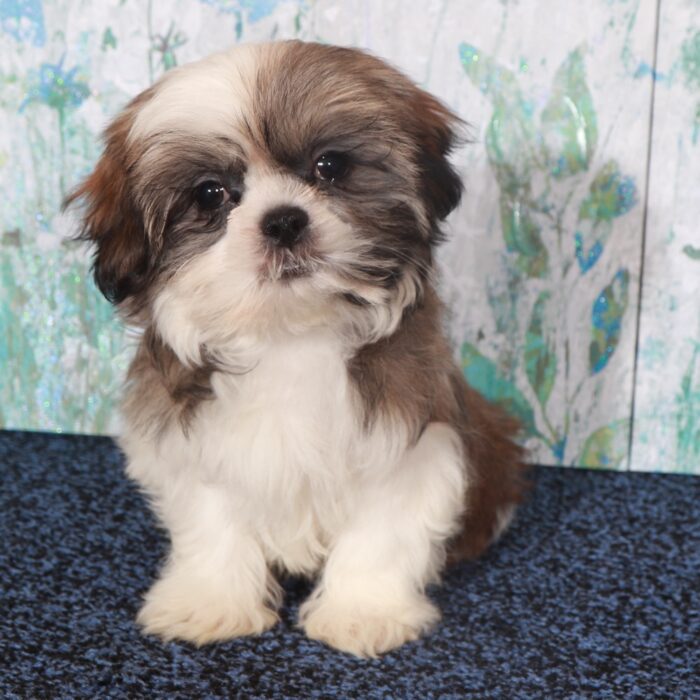 Ginger-Beautiful  Shih-Tzu Puppy - Image 4