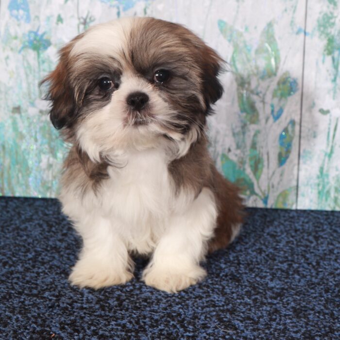 Ginger-Beautiful  Shih-Tzu Puppy - Image 5