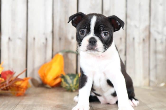 Ginger - Darling Boston Terrier