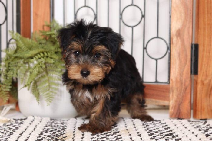 Ginger - Pretty Little Female ICA Yorkie