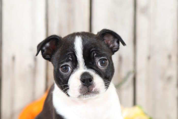 Ginger - Darling Boston Terrier - Image 3