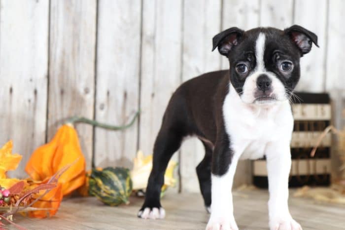 Ginger - Darling Boston Terrier - Image 4