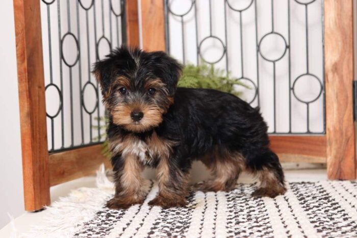 Ginger - Pretty Little Female ICA Yorkie - Image 3